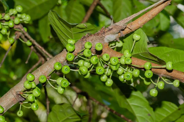 Gular İncir Ağacı 'nın İncir Ağacı Kümesi (botanik adı Ficus Racemosa) Tayland' ın güneyindeki Doğal Bahçesi 'nde.