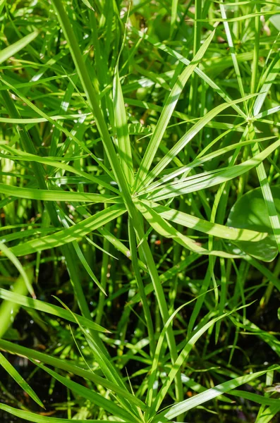 天然池塘中的边缘植物绿叶 — 图库照片