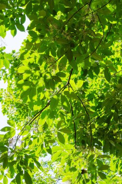 Yeşil Kauçuk Ağacının Güneş Işıklı Yeşil Yaprağı.