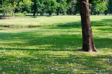 Yeşil çimlerin arasındaki Yalnız Ağaç.