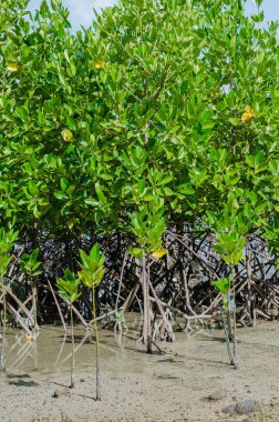 Mangrove Ağacı (botanik adı Rhizophora Ezmesi) Deniz Kıyısı 'nda.