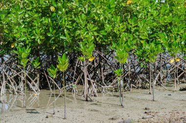 Mangrove Ağacı (botanik adı Rhizophora Ezmesi) Deniz Kıyısı 'nda.