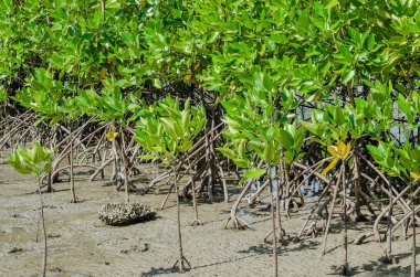 Mangrove Ağacı (botanik adı Rhizophora Ezmesi) Deniz Kıyısı 'nda.