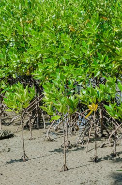 Mangrove Ağacı (botanik adı Rhizophora Ezmesi) Deniz Kıyısı 'nda.