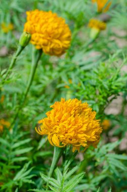 Marigold Çiçeği (botanik adı Tagetes Erecta) Doğal Botanik Bahçesinde Çiçek açıyor.