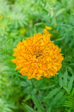 Marigold Çiçeği (botanik adı Tagetes Erecta) Doğal Botanik Bahçesinde Çiçek açıyor.