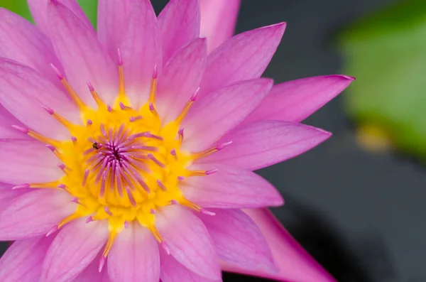 Yellow Pollen Magenta Lotus Blooming — Stock Photo, Image