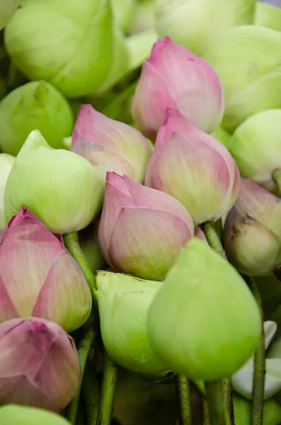 Group Fresh Lotus — Stock Photo, Image