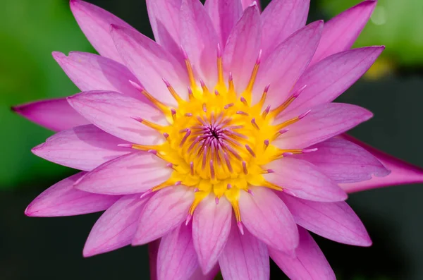 Yellow Pollen Magenta Lotus Blooming — Stock Photo, Image