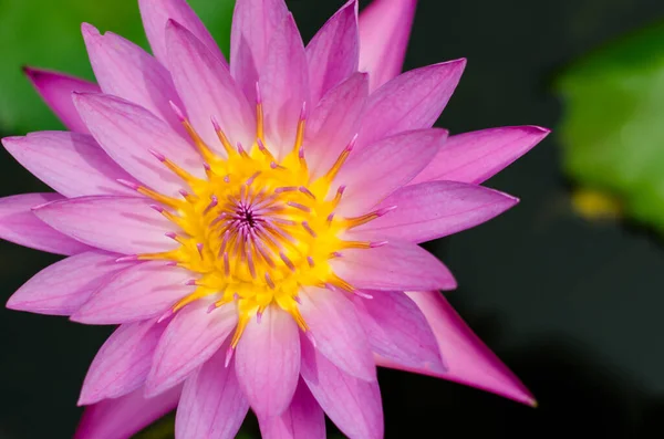 Yellow Pollen Magenta Lotus Blooming — Stock Photo, Image