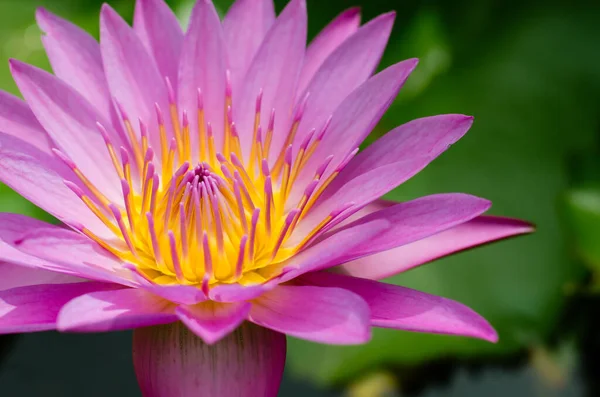 Yellow Pollen Magenta Lotus Blooming — Stock Photo, Image