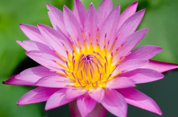 Yellow Pollen Magenta Lotus Blooming — Stock Photo, Image