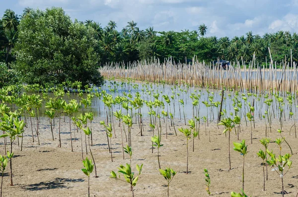 Mangrove Ağacı (botanik adı Rhizophora Ezmesi) Deniz Kıyısı 'nda.