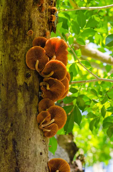 Brown Fungi Growth Top Tree Tropical Forest — стокове фото