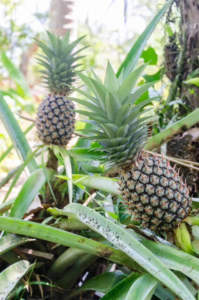 Ananas (ya da botanik adı Ananas Comosus) Doğal Bahçedeki Büyüme Hasata Hazır.