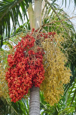 Betel Fındık Ağacı.