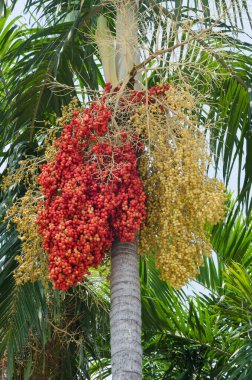 Betel Fındık Ağacı.