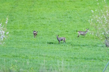 Üç geyik, güneşli bir günde çiçeklerle ve ağaçlarla çevrili canlı yeşil bir tarlada otluyor..