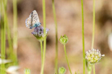Parlak güneş ışığı altındaki canlı bir tarlada açan kır çiçeğinin üzerinde renkli bir kelebek tünemektedir..