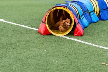Kahverengi bir köpek, açık havada çeviklik eğitimine katılırken neşeyle canlı bir tünelden çıkar..