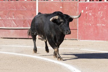 Güçlü bir siyah boğa, kırmızı bariyerlerle çevrili, tozlu bir arenanın etrafında parlak bir gökyüzünün altında yürüyor..