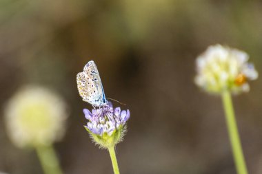Yumuşak yeşilliklerle çevrili mor bir çiçeğe tünemiş narin kelebek huzur dolu bir bahçede gün ışığında..