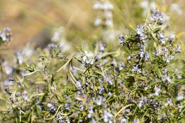 Parlak kır çiçekleri ve yeşil çimenler güneşli bir bahar öğleden sonrası boyunca açık mavi gökyüzünün altındaki araziyi doldurur..