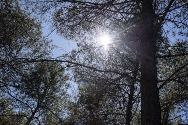 Çam ağaçlarının dalları arasından gün ışığı fışkırıyor, berrak mavi gökyüzünün altındaki sakin ormanı aydınlatıyor..