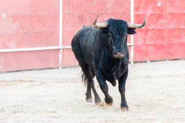 Sağlam bir siyah boğa arka planda solmuş kırmızı bir duvarla kumlu bir arenada güvenle hareket eder ve gücünü gösterir..