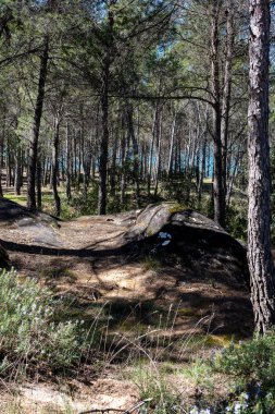 Lush green trees and smooth rocks create a picturesque view of nature by a serene water body under clear skies.