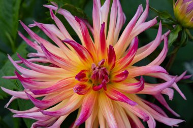 Pembe-sarı, çiçek açmış yıldız çiçeği, civarda çekilmiş.