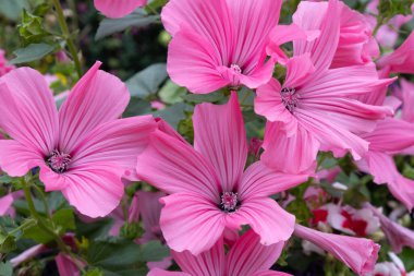Çiçek tarlasında güzel pembe çiçekler.