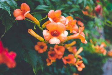 Bolca çiçek açan Kampsis ile kaplı bir çit, bir mat filtresi ile.