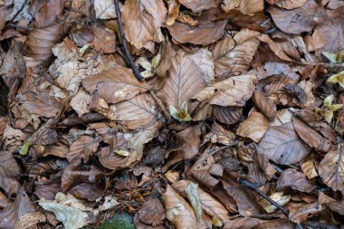 Kuru yapraklar eğreltiotu filizlerini korur