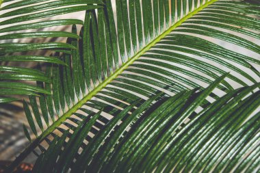 Palmiye dalları, yakın, parlak yeşil ve kabarık