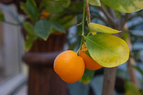 Mogen Gul Läcker Calamondina Frukt — Stockfoto