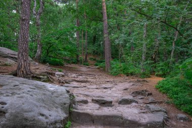 Dağın tepesinde, çeşitli ağaçların yetiştiği yerde, çıplak kökleri var.