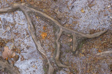 Ağaç kökleri, yerde kıvrılmış, kuru yapraklar...