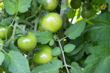 Küçük, henüz olgunlaşmamış domatesler küçük bir serada yetişiyor.