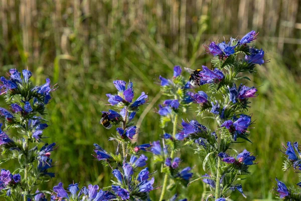 bees work from early morning until evening, collecting delicious nectar of wildflowers