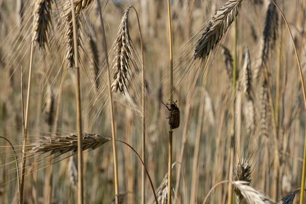 Spannmål Ett Vetefält Mogna Öron Och Insekt Som Kryper Spikelet — Stockfoto