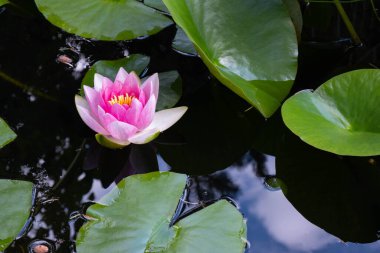 Güzel pembe bir açık su zambağı küçük bir gölde yetişir.