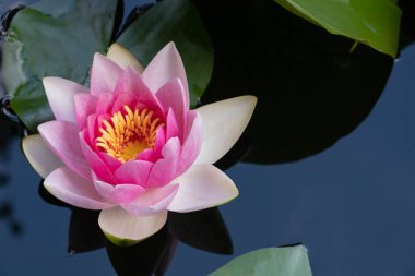 Pembe nilüfer çiçekleri, suyun yüzeyinde, küçük bir gölde, yakın planda.