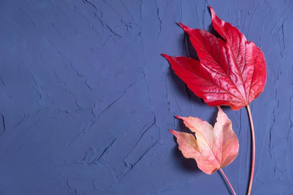 Schöner Hintergrund Blau Und Bunten Herbstblättern Liegen Auf Der Rechten — Stockfoto