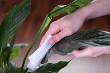 Kadın elleri bir ev çiçeğinin yaprağını tutar ve bir bez parçasıyla tozunu silerdi.