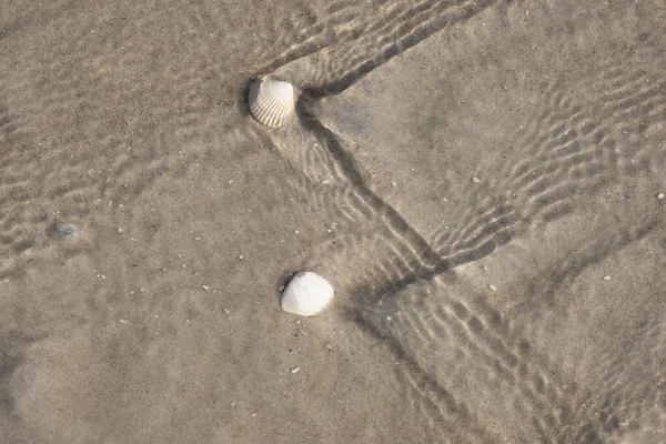 Two Seashells Sandy Seashore Wash Wave — Stock Photo, Image