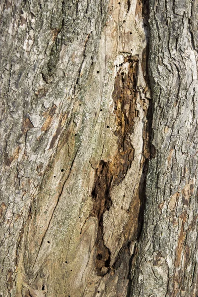 Wood Wood Texture — Stock Photo, Image