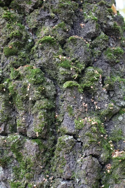 Mossa Träd Bark Konsistens Bakgrund — Stockfoto