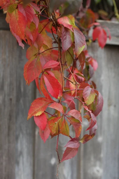Feuilles rouge vif de lierre de raisin sauvage sur fond bois rustique. saison d'automne. concept de fond automne — Photo