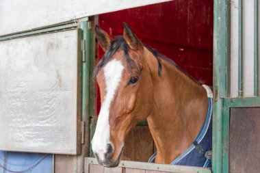 yakın çekim onun ahır penceresinden bakan bir at